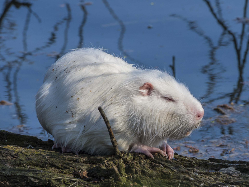 Esiste la nutria albina?